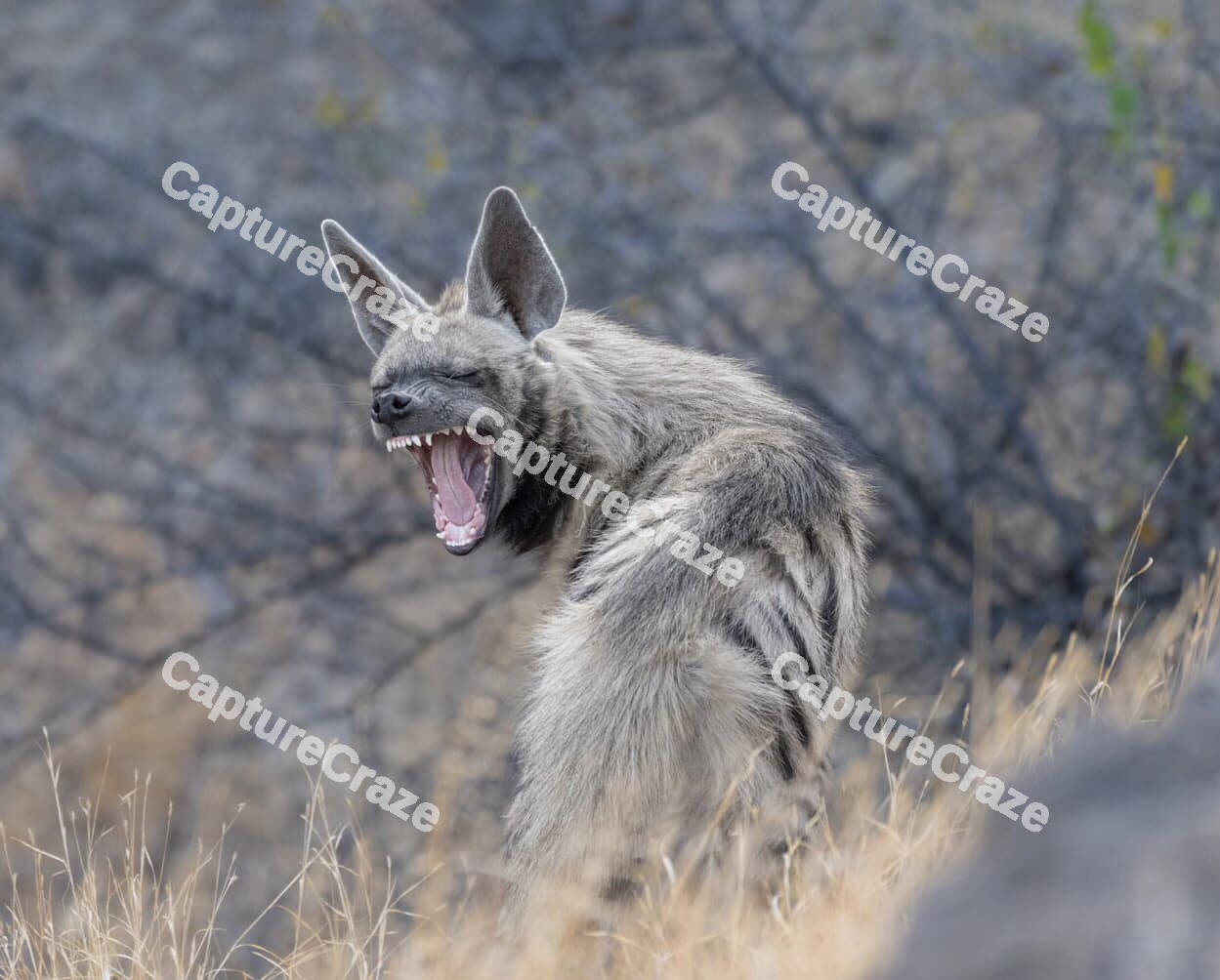 Angry Striped hyena